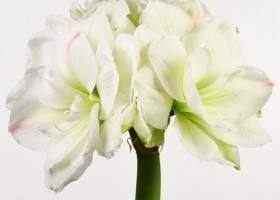 hippeastrum White Amadeus ® (1)